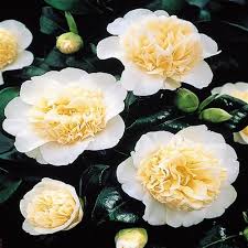 Camelia Japonica Wit Brushfield S Yellow Bulb Flowers Flowers Plants