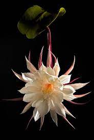 Queen Of The Night By Hans Van Rafelghem Beautiful Flowers Night Flowers Unusual Flowers