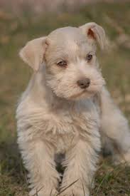 Black And White Parti Mini Schnauzer Miniature Schnauzer For Sale Hoobly Classifieds Miniature Schnauzer Schnauzer Puppy Schnauzer Breed