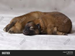 Maybe you would like to learn more about one of these? Two Newborn Pomeranian Image Photo Free Trial Bigstock