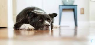 Ich habe meinen inneren schweinehund überwunden und bin joggen gegangen. Der Innere Schweinehund 10 Tipps Um Ihn Zu Uberwinden