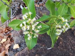 Image result for Syzygium cordatum ×  guineense