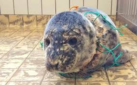 Die tiere im meer haben es alles andere als leicht. Scheiss Plastik Wieso Weshalb Warum Plastik Im Meer Tiere Plastik