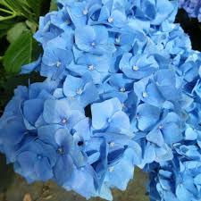 Image result for Hydrangea macrophylla bela obrázek