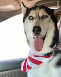 after rehoming his brother we decided to rehome my last puppy.. his  available by weekend