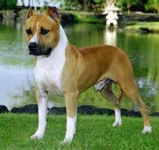 American Staffordshire Terrier Staffordshire Terrier American Staffordshire Terrier Dog Breeds