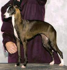 Italian Greyhound Female Puppies For Sale Maine Puppy Italian Greyhound Puppies Greyhound Puppy Italian Greyhound