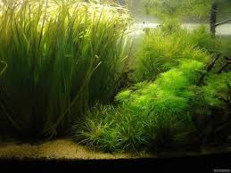 Image result for Blyxa aubertii