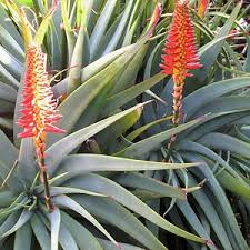 Image result for Aloe arborescens × musapana