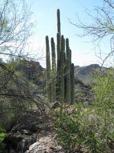 If you take action of cutting saguaros without consent, be assured you will end up in jail for not less than 25 years. Native Plants Arizona Department Of Agriculture