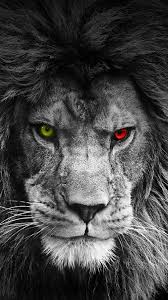 Sir Aslan Leon Kelt Sanati Aslan Dovmesi Hayvan