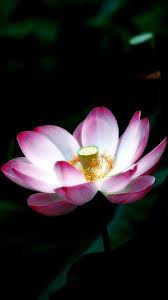 Macro Lotus Flower Iphone 6 Plus Wallpaper Flower Iphone Wallpaper Flower Background Iphone Lovely Flowers Wallpaper