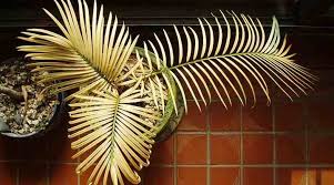 We did not find results for: Sago Palm Tree Care And Growing Instructions