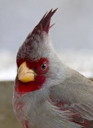 Gray Birds That Look Like Cardinals This Looks Like Some Kind Of Cardinal Anyone Know For Sure This Is A Pyrrhuloxia Which Is In The Same Genus As Ca Beautiful Birds Cardinal Birds Pet Birds