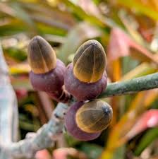 Image result for Exacum zombense