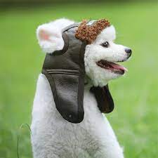 Dog Cashmere Cap From Apollo Box Dog Hat Warm Slippers Dogs
