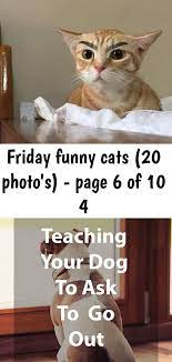 Friday Funny Cats 20 Photo S Page 6 Of 10 4 Funny Cats Friday Humor Cats