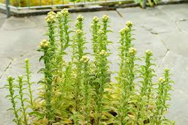 Image result for Helichrysum foetidum