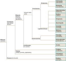 Animal Phylogeny Biology I