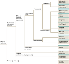 animal phylogeny biology i