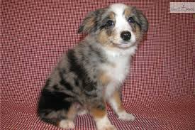 Because of their smaller stature, mini australian shepherd puppies for sale in dallas are a good choice for those who live in smaller homes. Red Merle Mini Australian Shepherd Puppies For Sale Novocom Top
