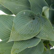 1 quart plant pot size. Plants Seeds Bulbs Flowers Halcyon Hosta Gorgeous Medium Size Deep Green Blue Live Plant Quart Pot Home Garden