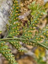 Image result for Davalliaceae