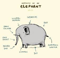 Elephant Anatomy Beware The Face Noodle Elephant Poster Elephant Anatomy Elephant Print Art