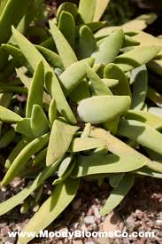 Image result for Crassula perfoliata