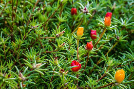 Image result for Portulacaceae