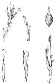Image result for Schoenoxiphium