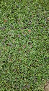 Salveaza cautarea vezi cautarile salvate. Trifoi Alb Pitic Din Gama Flortis De La Seminteplante Ro Facebook