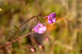 Image result for Geigeria filifolia