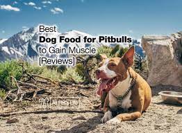 With real meat as the main ingredient, this formula is rich in amino acids that are required for muscle growth. 8 Best Dog Food For Pitbulls To Gain Muscle 2021 Reviews All Pet S Life