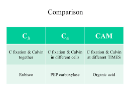 journal explain the relationship between photosynthesis and