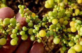 Image result for Zygophyllum