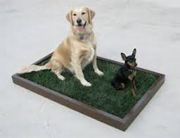 Indoor potty training is not very different from training your dog to potty outside. Training An Older Dog To Use An Indoor Dog Potty Doggy And The City