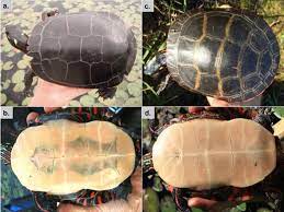 Painted turtles have a very distinctive olive to black upper shell (carapace) with dark red or orange markings on the marginal scutes (enlarged scales along sides of shell). Midland And Eastern Painted Turtle Chrysemys Picta Marginata Cosewic Assessment And Status Report 2018 Canada Ca