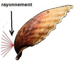 Dans des coquilles vides ou dans des caquelons, disposez. La Coquille Saint Jacques Son Utilisation En Geobiologie Sureauvegan