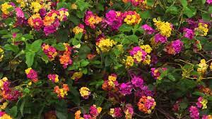 Maybe you would like to learn more about one of these? Cottage Farms Confetti Lantana Patio Tree With Antonella Nester Youtube