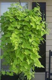 If You Want To Grow A Sweet Potato Vine Plant All You Need To Do Is To Follow The Next Steps Is Ea Potato Vine Plant Sweet Potato Vine Growing Sweet