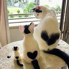 See more of kucing lucu & imut on facebook. Kucing Lucu Dan Imut Photos Facebook