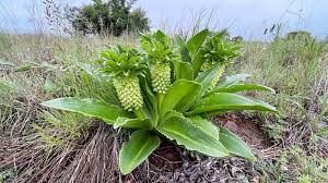 Image result for Urelytrum agropyroides