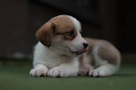 Evaporated Milk For Puppies Is It Safe How Should You Use It Dogisa