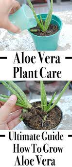 Aloe Vera Plant Care The Ultimate Guide For A Way To Grow Aloe Vera Aloe Plant Aloe Vera Plant Aloe Plant Care