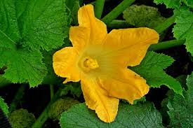 Image result for male flowers cucumber