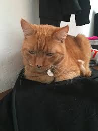 Their soft and fine undercoat, as well as the outer fur, are still in the process of development. Do Cats Hold Grudges Here S The Science Behind Whether These By Sam Westreich Phd Sharing Science Medium