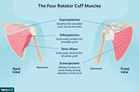 the s i t s muscles of the rotator cuff