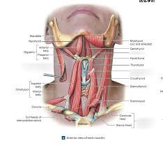 Posted by cassidy smith on 9 may 2018, 11:14 am. Anterior View Of Neck Muscle Diagram Quizlet