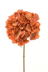 Cotinus 'grace' (smokebush) is a vigorous deciduous shrub noted for its attractive foliage of rounded leaves. Orange Hydrangea L21204or Hj2020